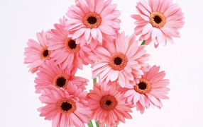 Цветы для любимой девушки