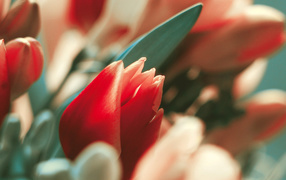 С днем 8 марта!