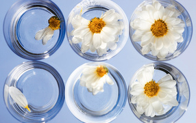 Любит не любит