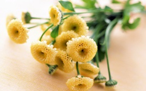 8 марта желтые цветочки