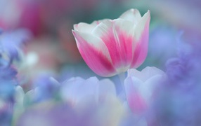 8 марта Цветок