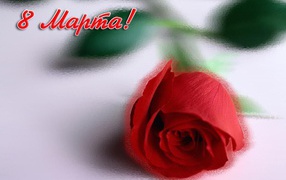 Красная роза