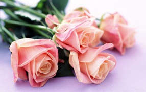 Нежные розы на 8 марта