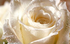 Роза 8 Марта