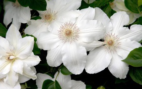 Белые цветы в подарок на 8 марта