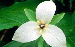 White flower in the March 8 Women