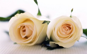 White roses for the beloved ladies