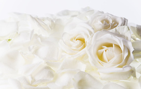 Белые розы на 8 марта