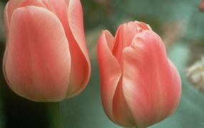 Два цветочка