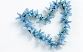 Сердечко из голубых цветов