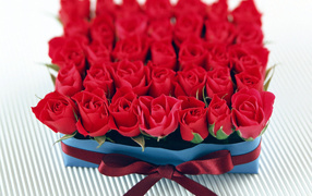 Бутоны роз в День Св. Валентина