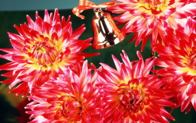 Цветы учителю