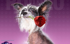 Отель для собак / Hotel for Dogs кино 2009