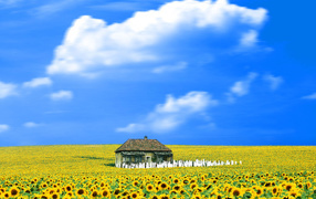 Свет вокруг / Everything Is Illuminated