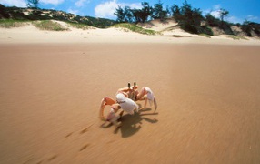 Краб на пляже