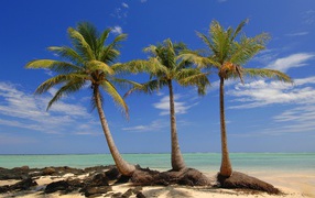 Пальмы на пляже