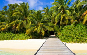 Пальмы на пляже