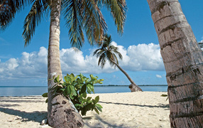 Пальмы на пляже