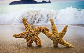 Морские звезды