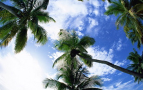 Sky and palm trees