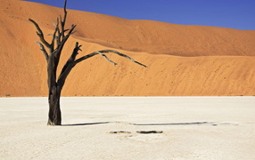 Засохшее дерево