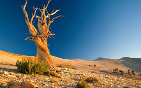 Dry tree in the desert