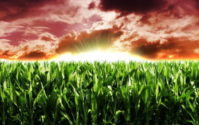 Кукурузное поле на рассвете