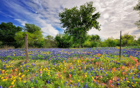 Поле люпинов