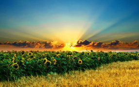 Поле подсолнухов и пшеницы