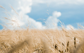 Хлебное поле