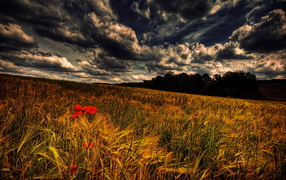 Grasses and poppies