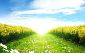 Зеленое поле