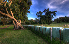 Зеленый парк