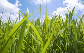 Кукурузные поля