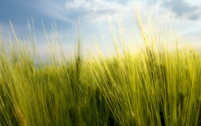 Весенние травинки