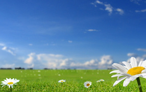 Летнее настроение