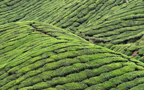Чайные плантации