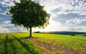 Дерево в поле