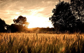 Пшеничное поле на закате