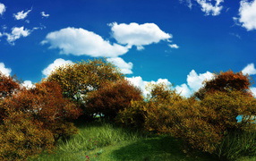 Кустарники на фоне голубого неба