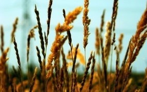Полевые колоски