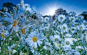Облако ромашек
