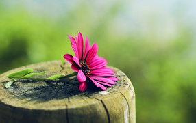 A flower on a tree stump
