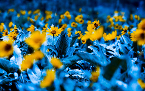 Среди синих листьев