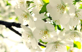 Яблоневый цвет