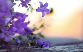 красивые Колокольчики