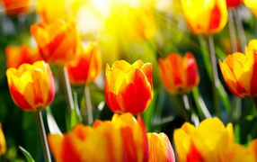 Красивые тюльпаны