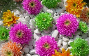 Красивые цветы