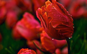 Красивые тюльпаны