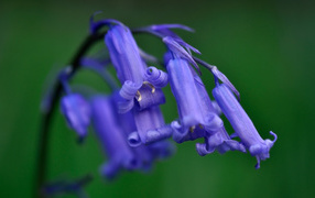 Колокольчики